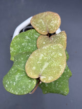 WRX103-100 (WRX46-11 x imbricata) - WG-425