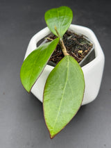 MB1497 (Erythrina x Genieve) - WG-424