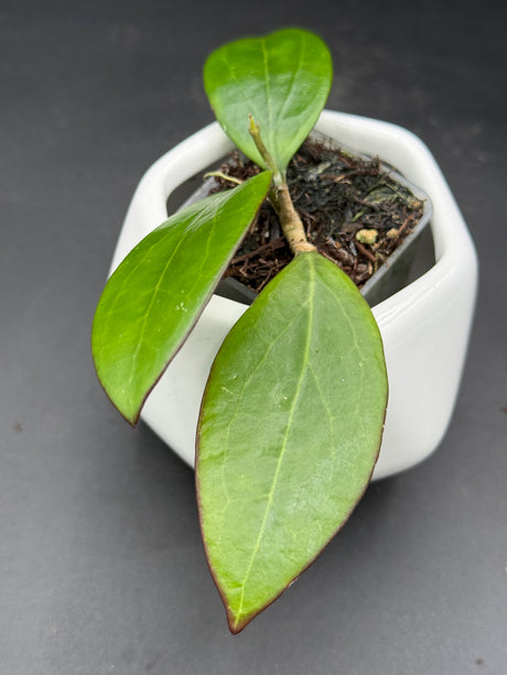 MB1497 (Erythrina x Genieve) - WG-424