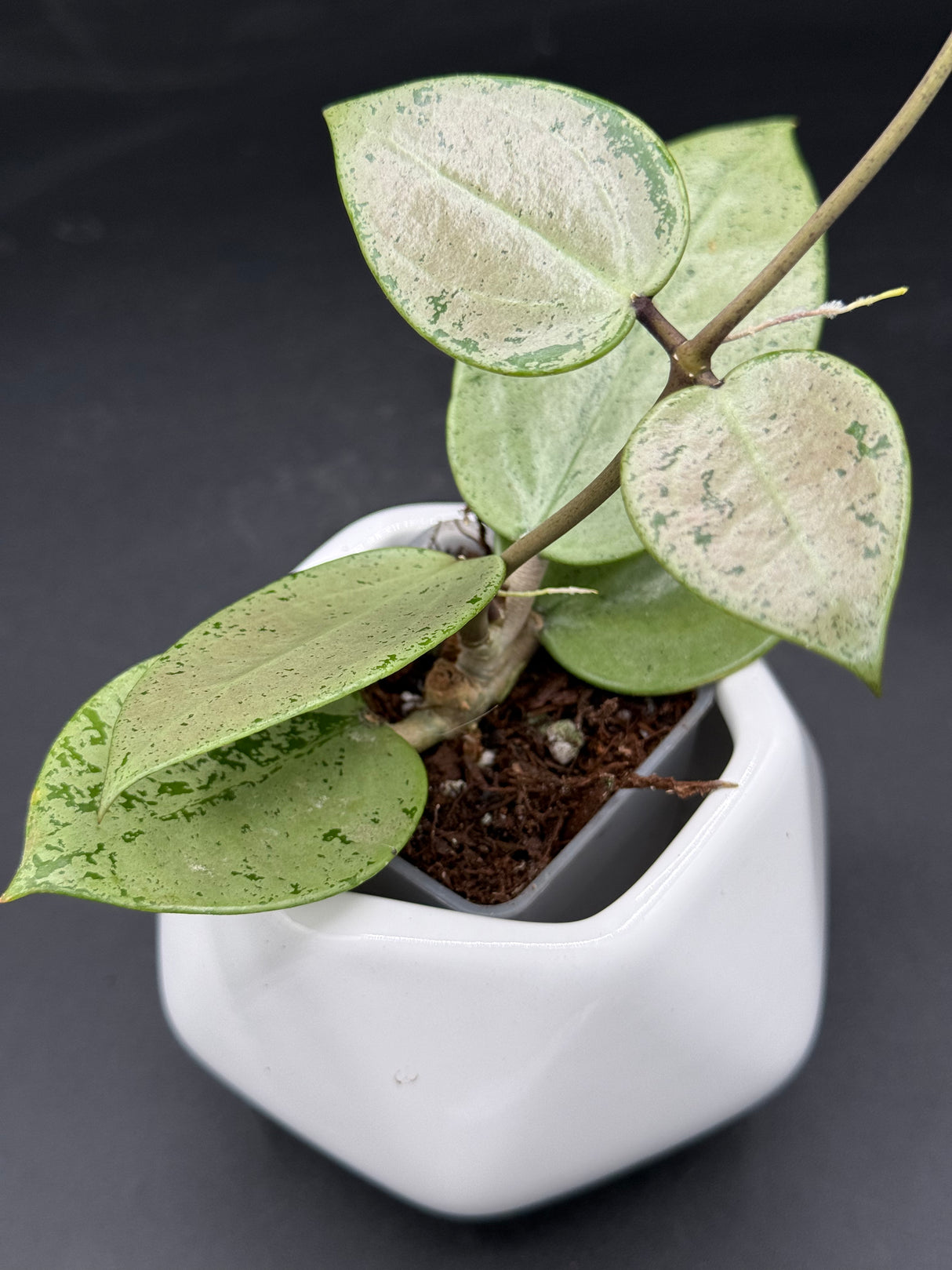 verticillata (heart leaf, splash) - WG-426