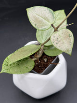 verticillata (heart leaf, splash) - WG-426