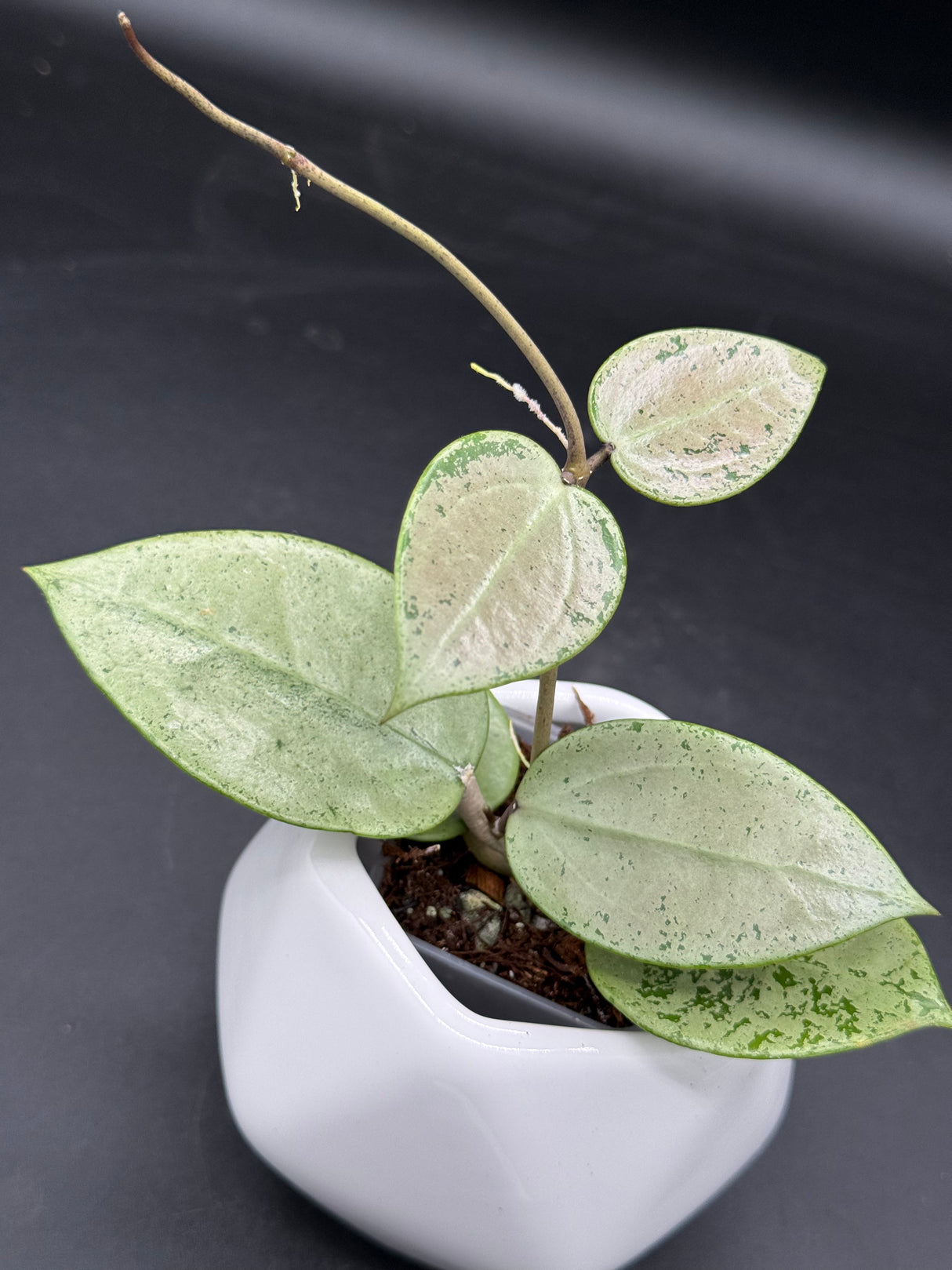 verticillata (heart leaf, splash) - WG-426