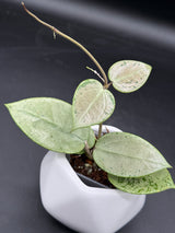 verticillata (heart leaf, splash) - WG-426