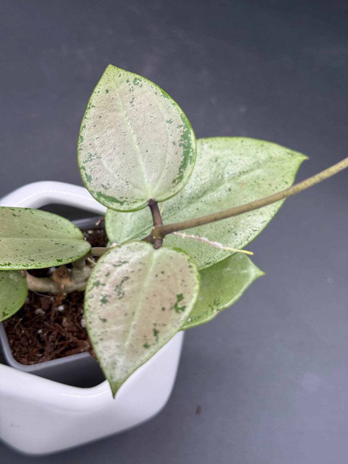 verticillata (heart leaf, splash) - WG-426