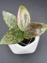 verticilliata Pink Crush (DMW-001-U) - WG-427