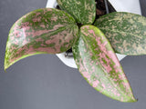 verticilliata Pink Crush (DMW-001-U) - WG-427