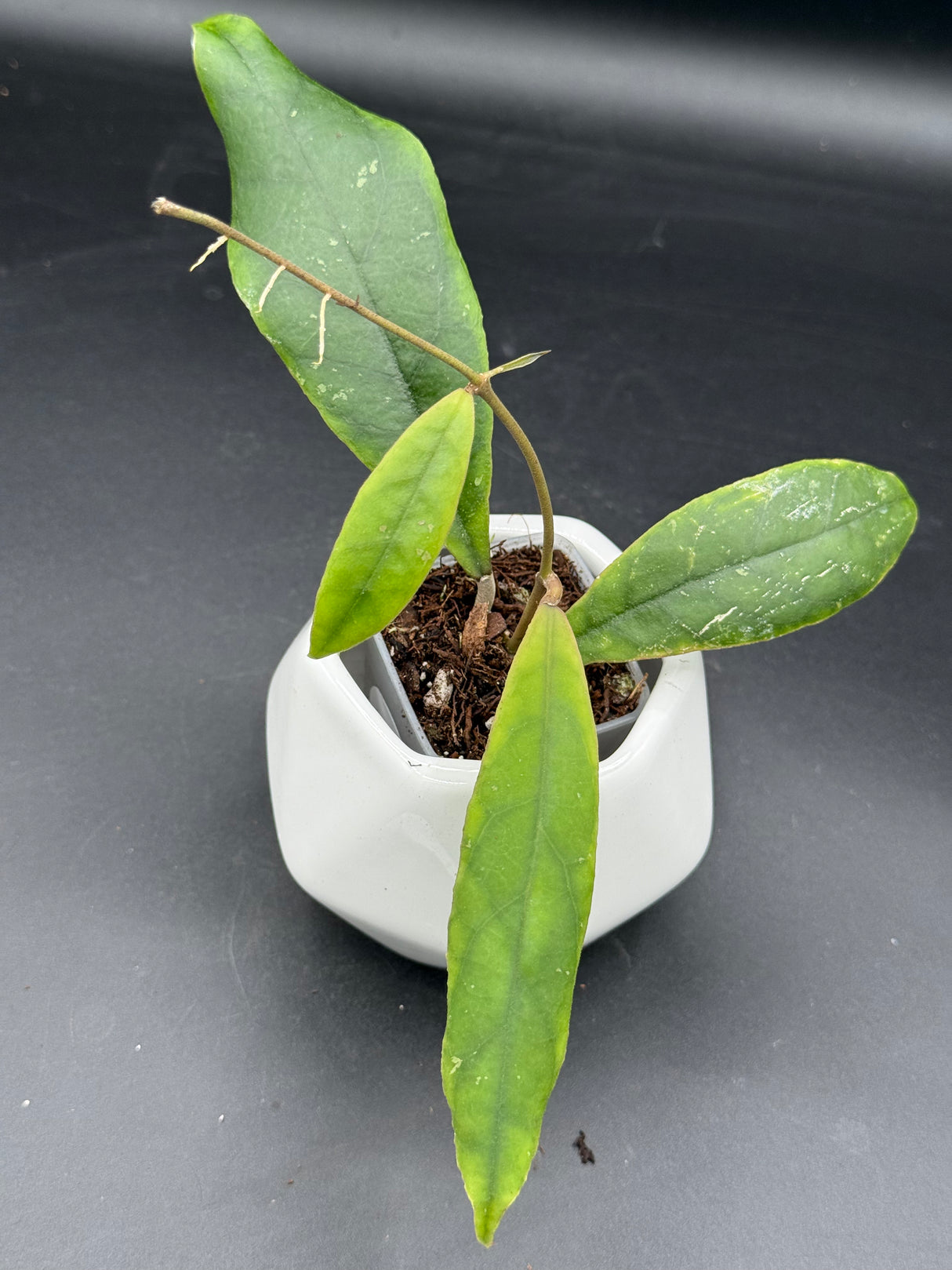 callistophylla 'Green Edge' - WG-428