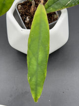 callistophylla 'Green Edge' - WG-428