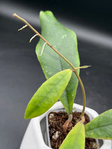 callistophylla 'Green Edge' - WG-428