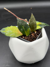 caudata (variegated) - WG-438
