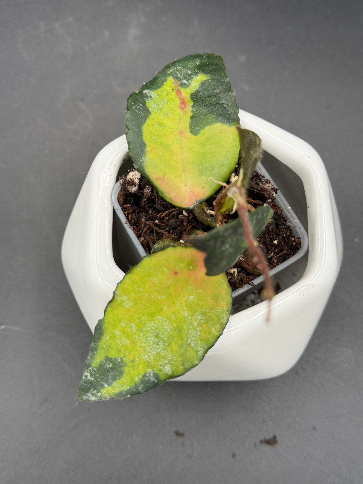 caudata (variegated) - WG-438