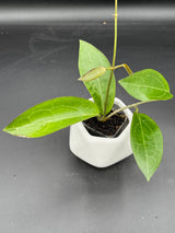 RTX01 (elliptica (Gensesn) x cinnamomifolia var pureofusca) - WG-437