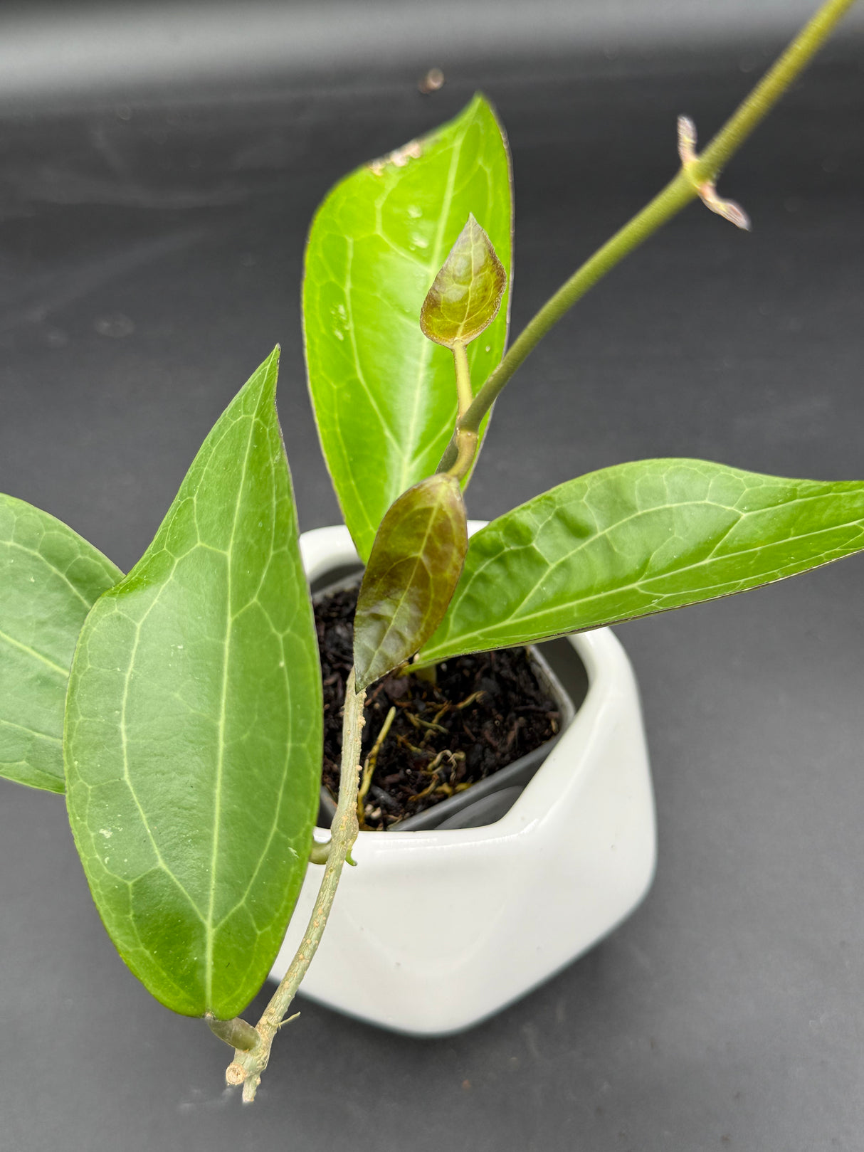 RTX01 (elliptica (Gensesn) x cinnamomifolia var pureofusca) - WG-437