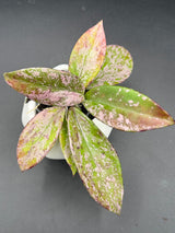 pubicalyx: ‘Pink Silver Ghost' - WG-442