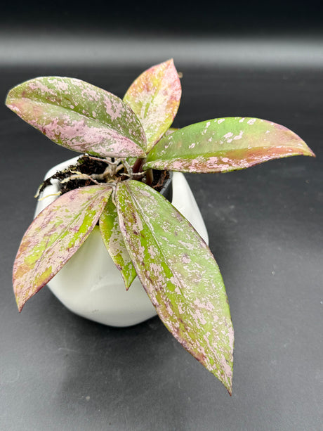 pubicalyx: ‘Pink Silver Ghost' - WG-442
