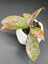 pubicalyx: ‘Pink Silver Ghost' - WG-442