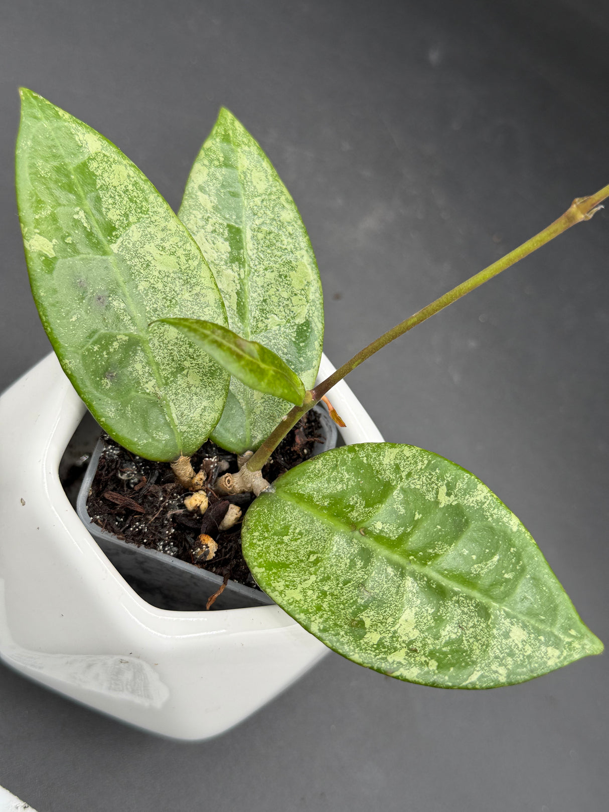 verticillata 'PMP171' (silver) - WG-446