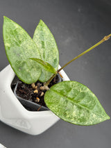 verticillata 'PMP171' (silver) - WG-446