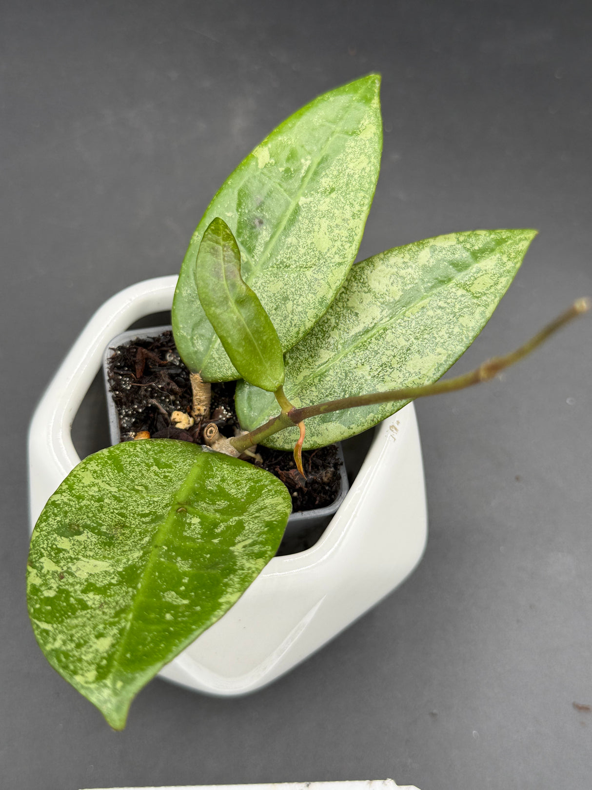 verticillata 'PMP171' (silver) - WG-446