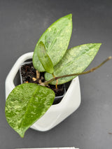 verticillata 'PMP171' (silver) - WG-446