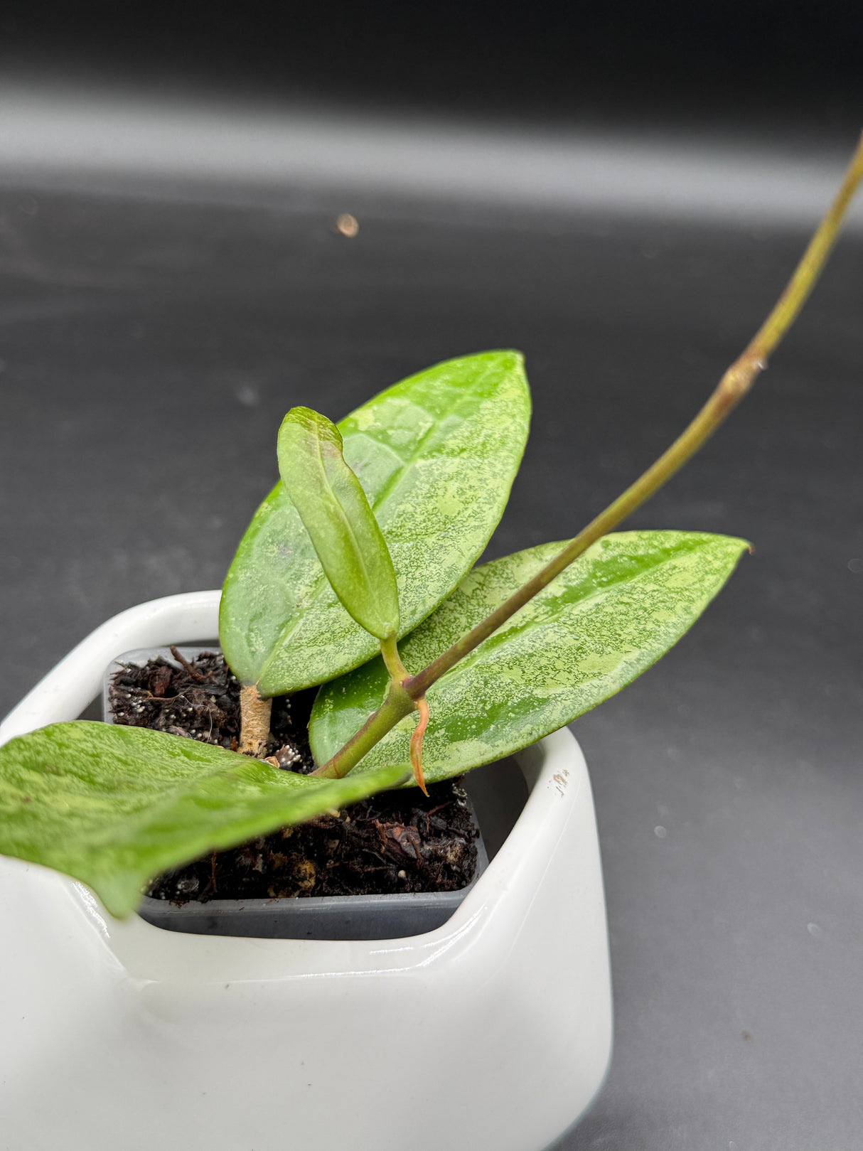 verticillata 'PMP171' (silver) - WG-446