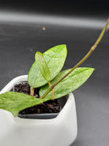 verticillata 'PMP171' (silver) - WG-446