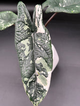 Scalprum Albo, corm grown