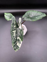 Scalprum Albo, corm grown