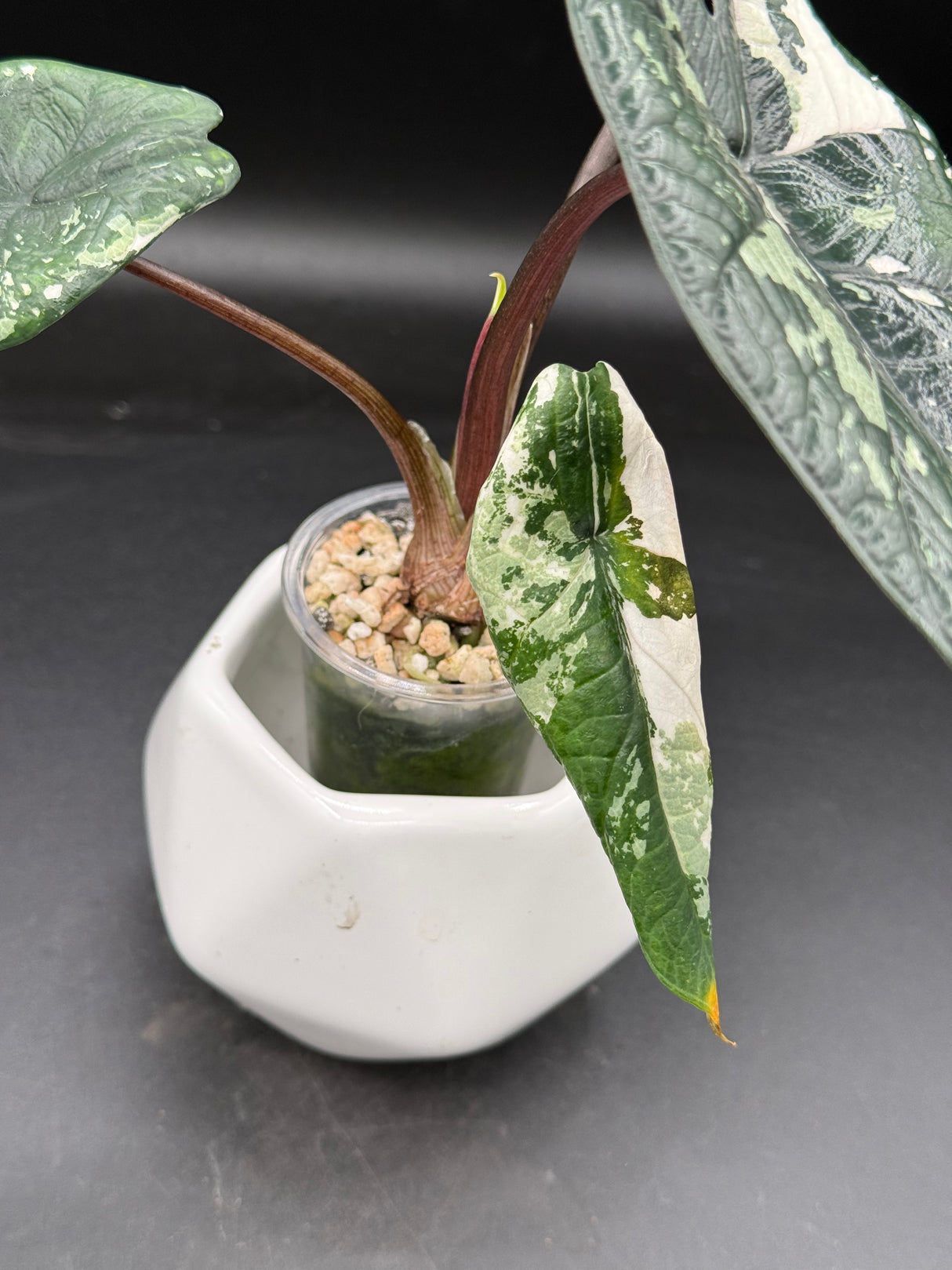 Scalprum Albo, corm grown