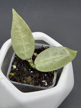 Punakawan (Silver) - WG-357