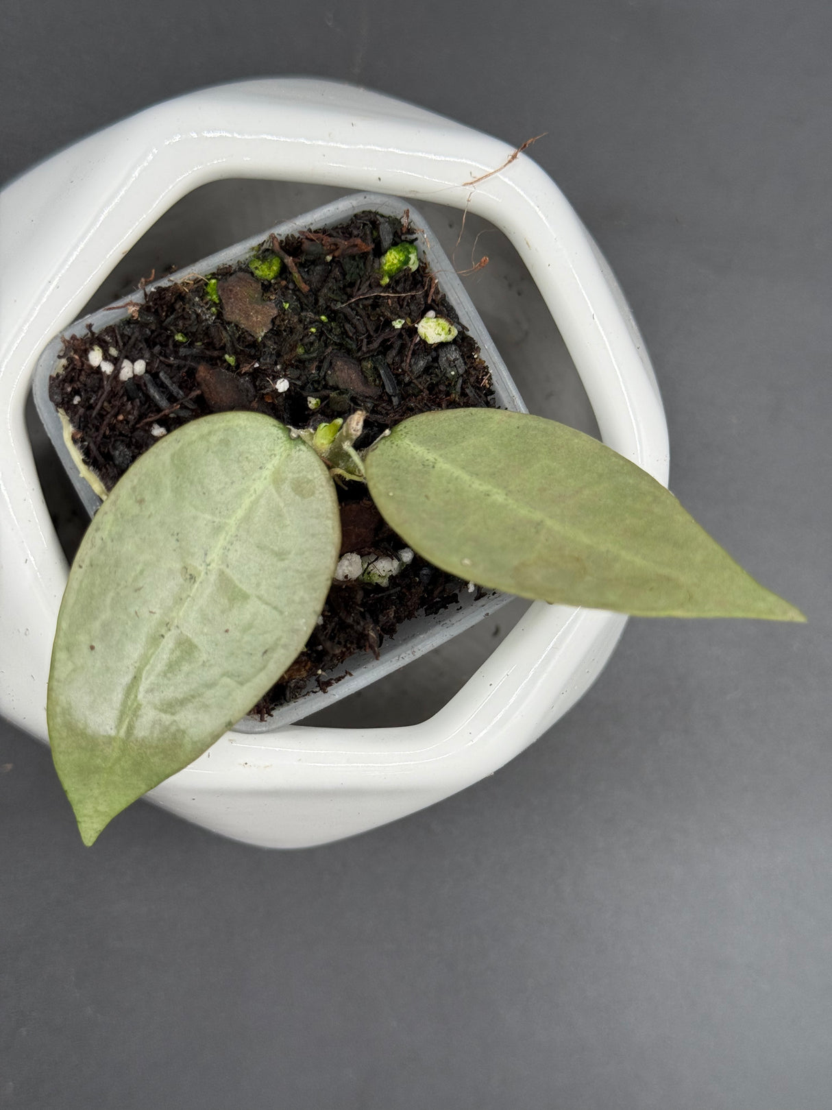 Punakawan (Silver) - WG-357