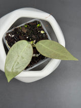 Punakawan (Silver) - WG-357