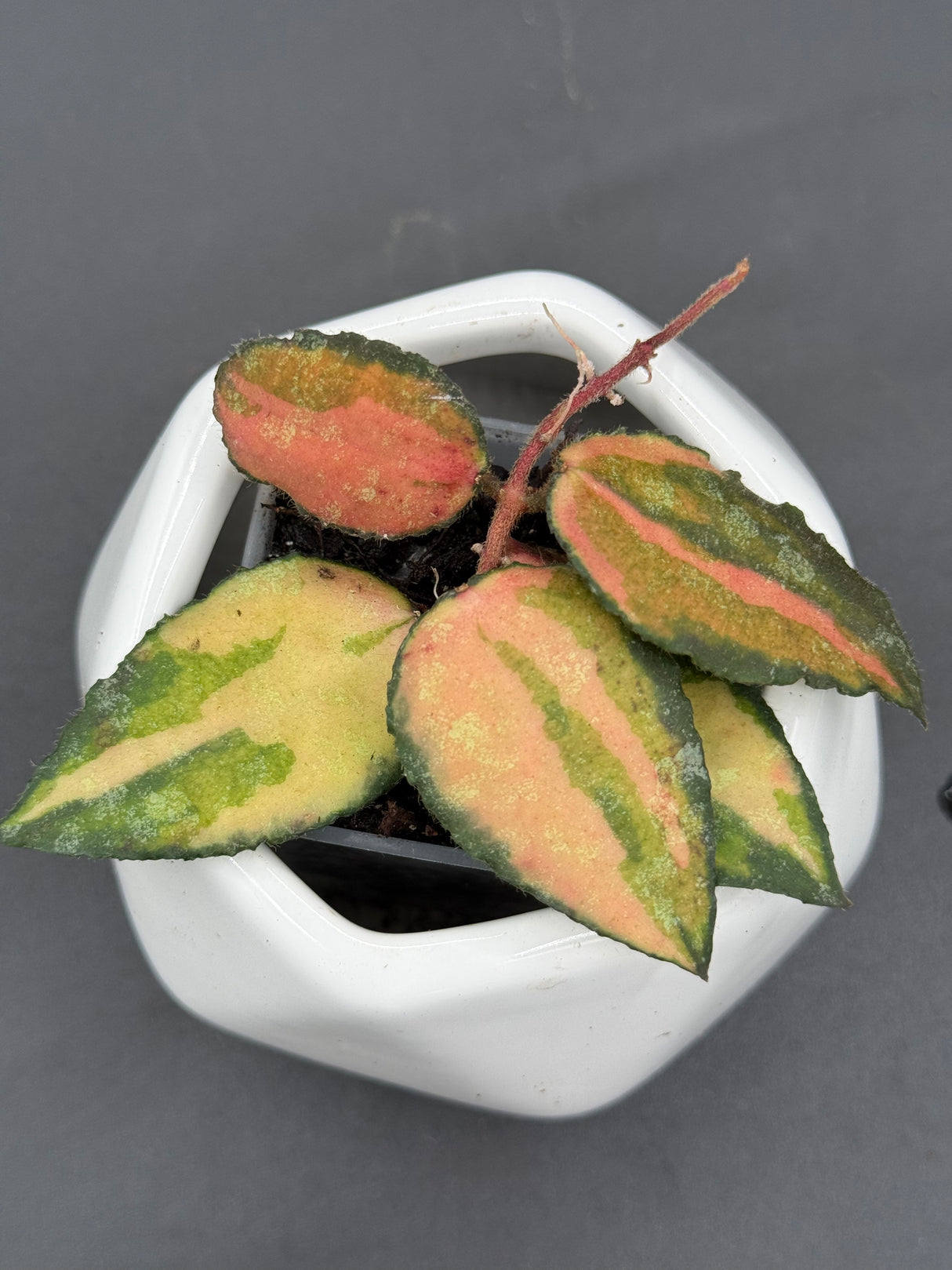 caudata (variegated) - WG-358