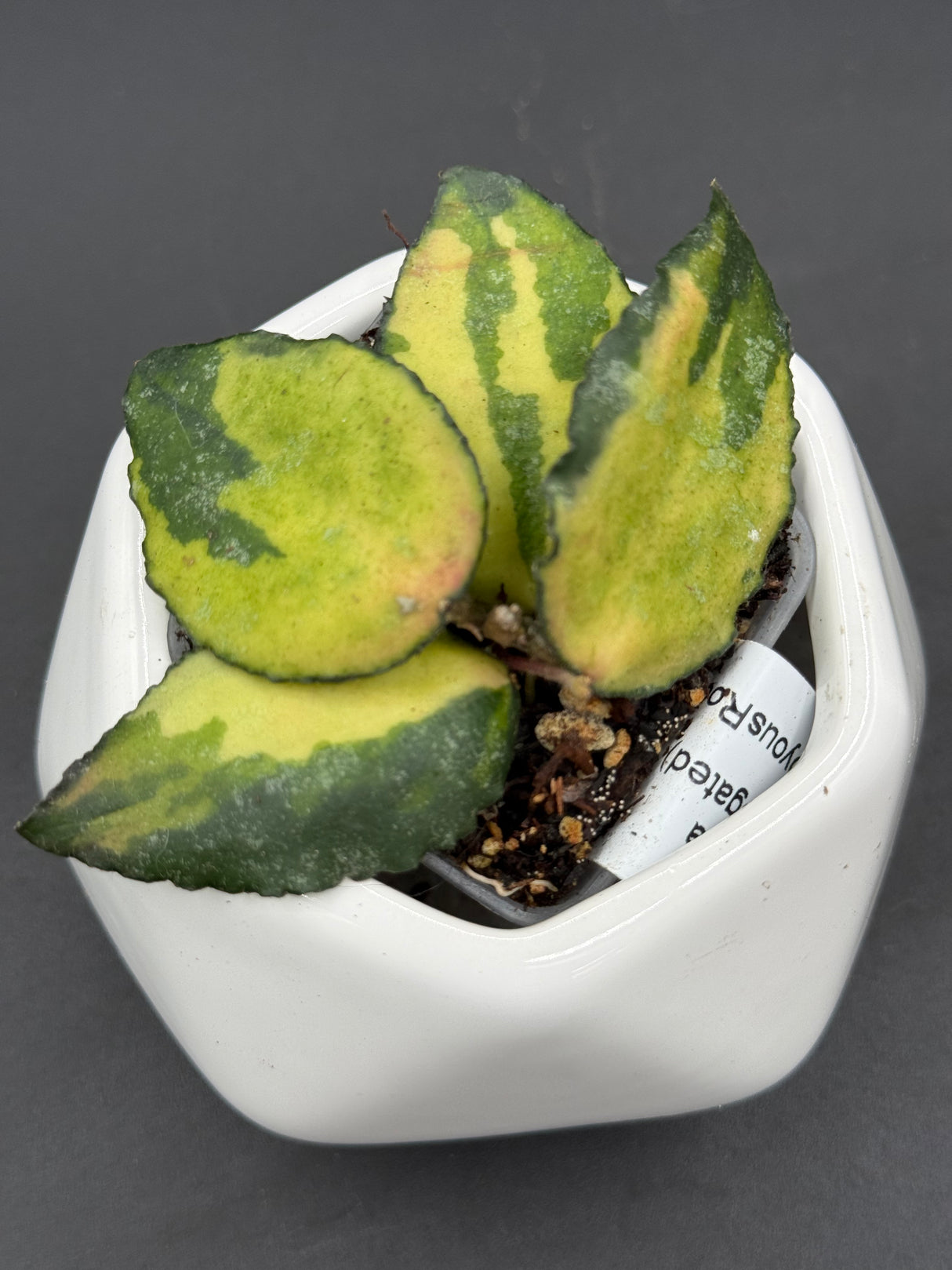 caudata (variegated) - WG-360