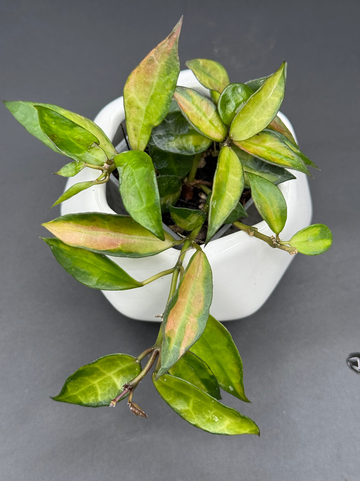 lacunosa Asami (inner variegated) - WG-364