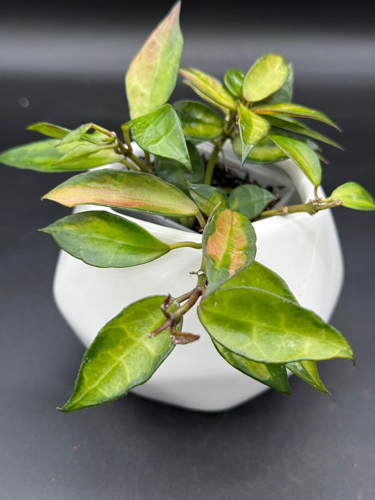 lacunosa Asami (inner variegated) - WG-364