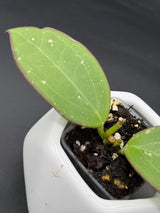 'Black Halo' (RHM24101-SPP01) - WG-365