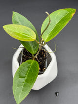 RTX01 (elliptica (Genses) x cinnamomifolia var pureofusca) - WG-366