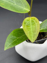 RTX01 (elliptica (Genses) x cinnamomifolia var pureofusca) - WG-366