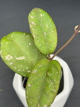 'Aqua Aphrodite' RHM2525-01 (patcharawalai 029 x UNK) - WG-373