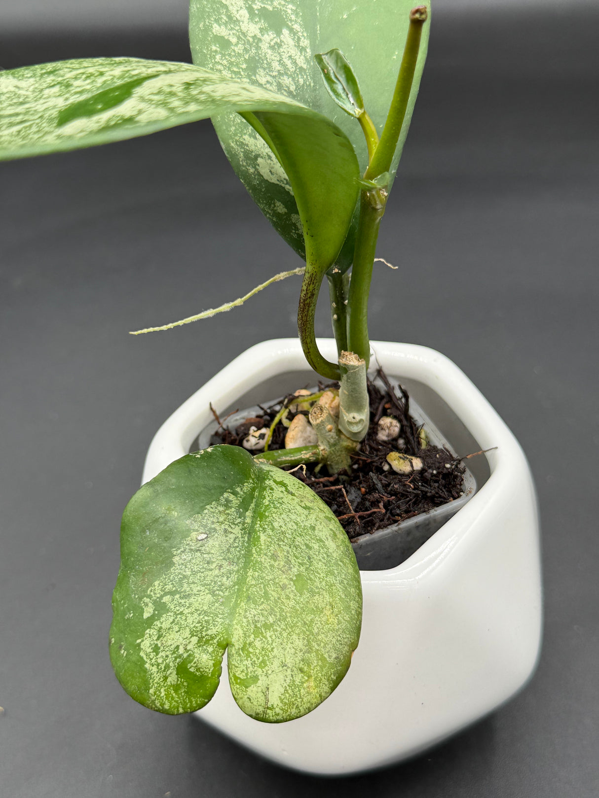 diversifolia (super splash) - WG-372