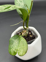 diversifolia (super splash) - WG-372