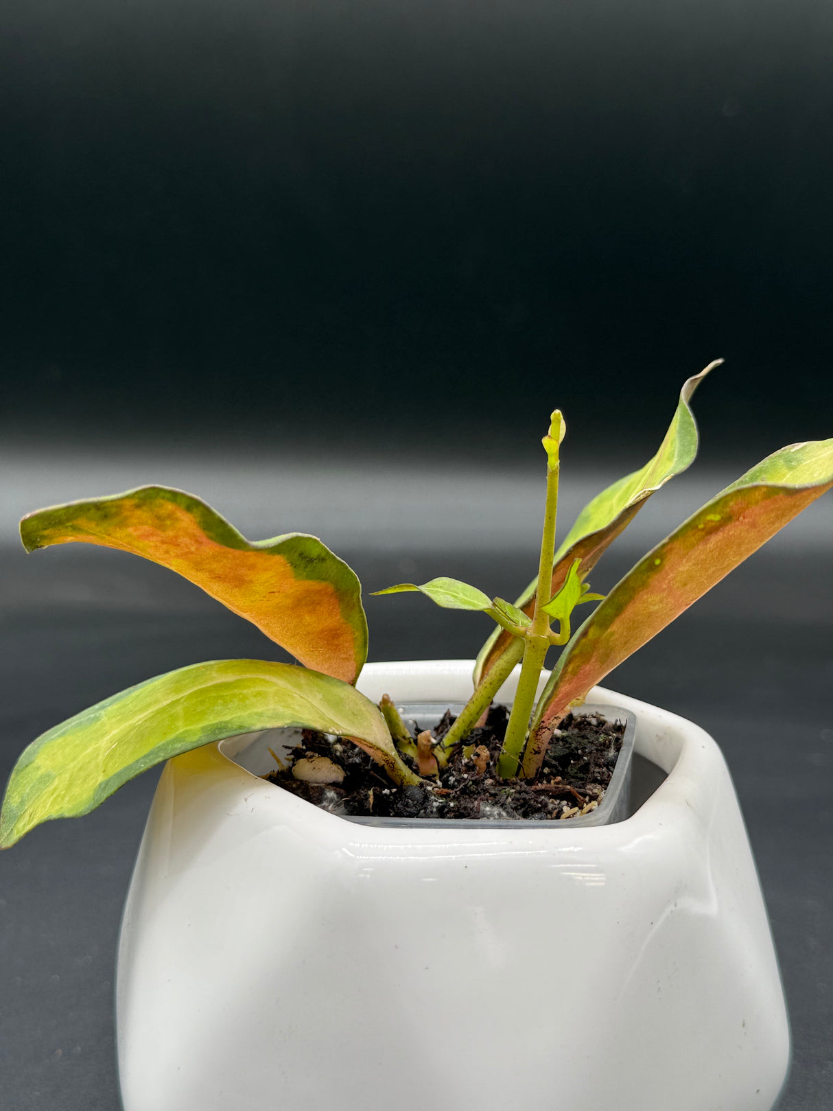 elliptica (variegated) - WG-371