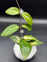 Panglai (inner variegated) - WG-376