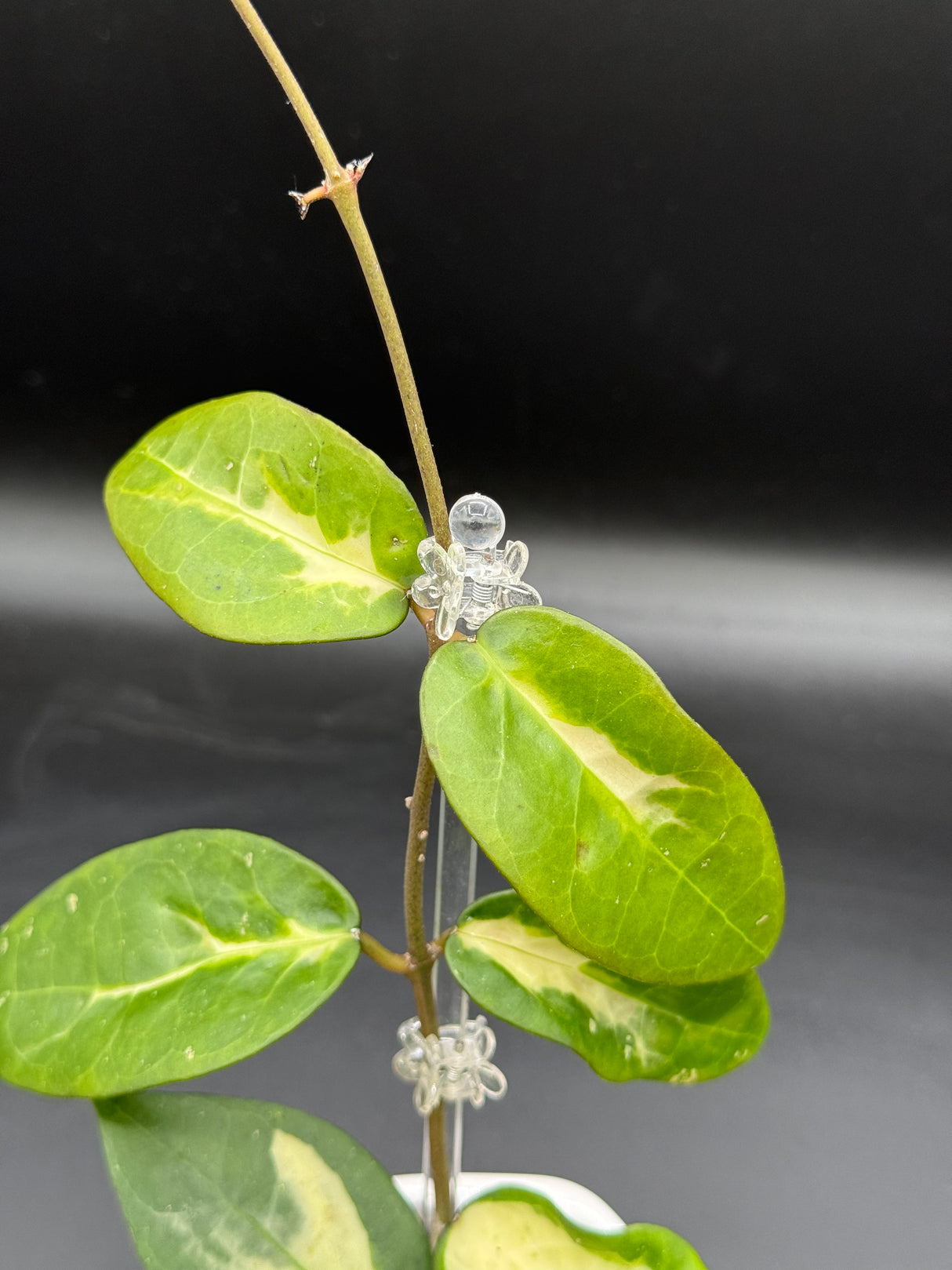 Panglai (inner variegated) - WG-376