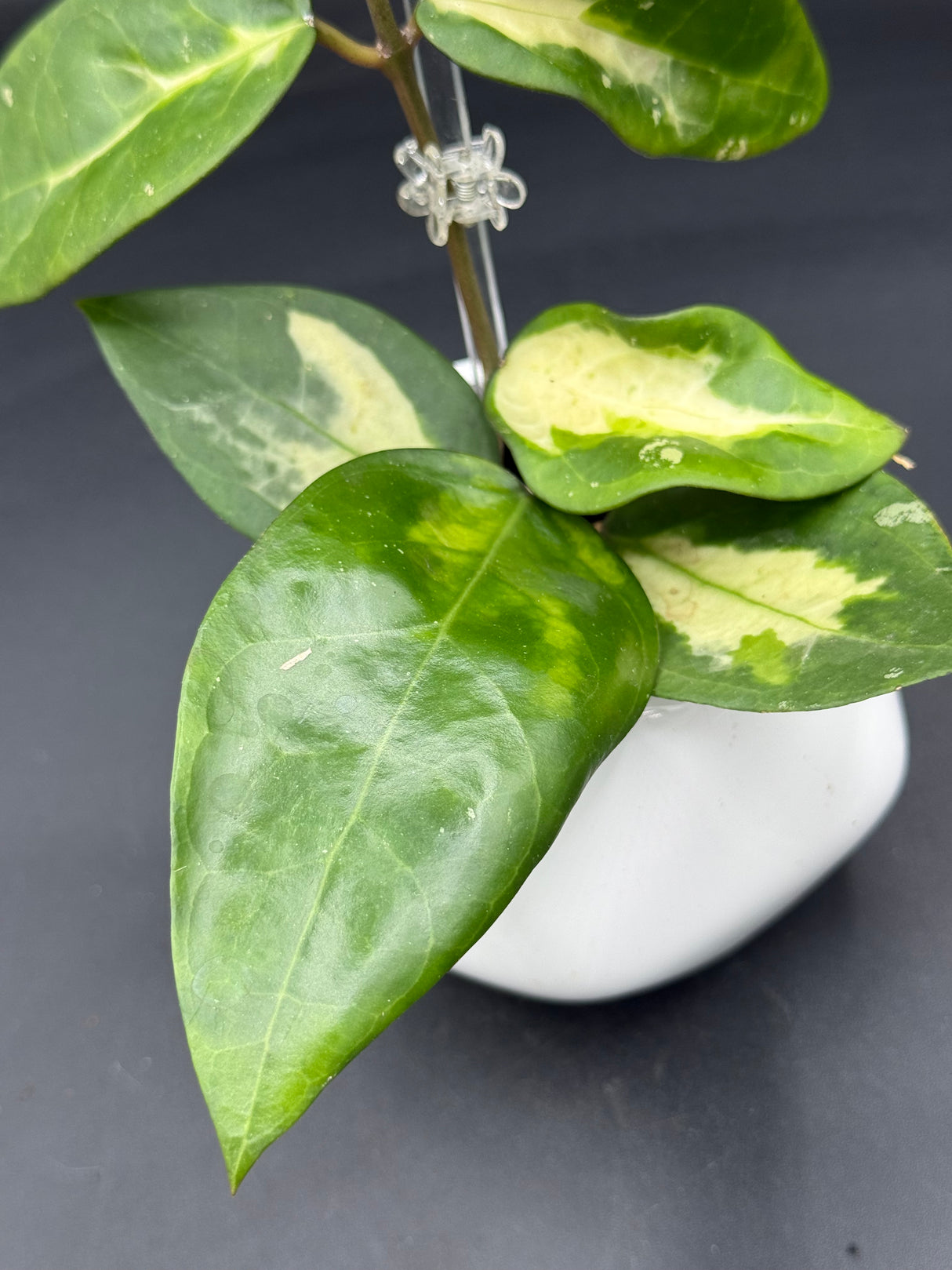 Panglai (inner variegated) - WG-376