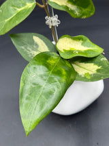 Panglai (inner variegated) - WG-376