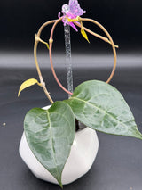 verticillata sp. Tanggamus (outer variegated) - WG-383