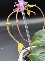verticillata sp. Tanggamus (outer variegated) - WG-383