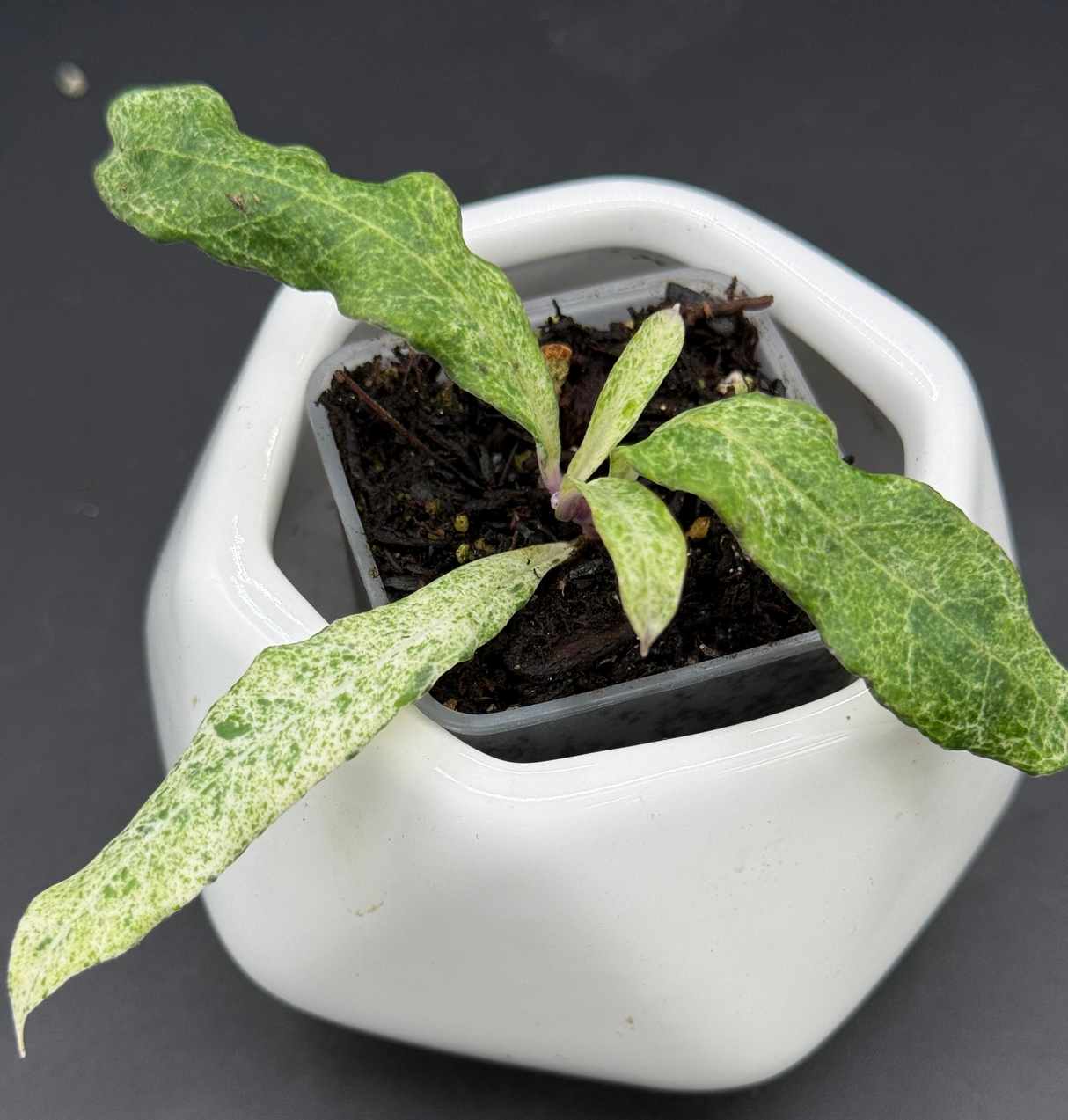 multiflora 'Lima' - WG-388